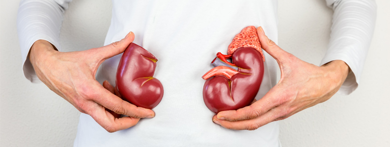Woman holding models of the kidneys